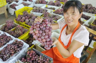 打通“最初一公里”，邁向“最后一公里” 農(nóng)產(chǎn)品上行的核心要素與實施路徑