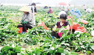數字化轉型賦能農產品流通 經濟日報多媒體數字報刊的探索與實踐